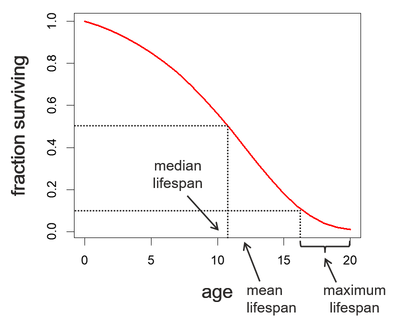 Survival Curve